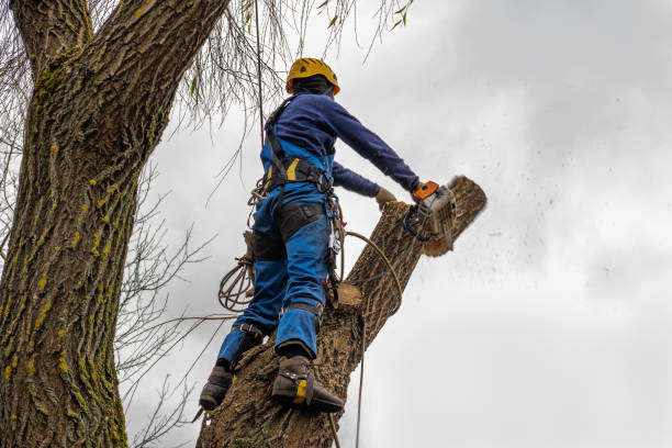 Residential Tree Removal